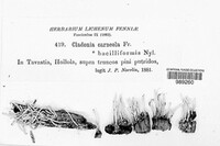 Cladonia carneola image